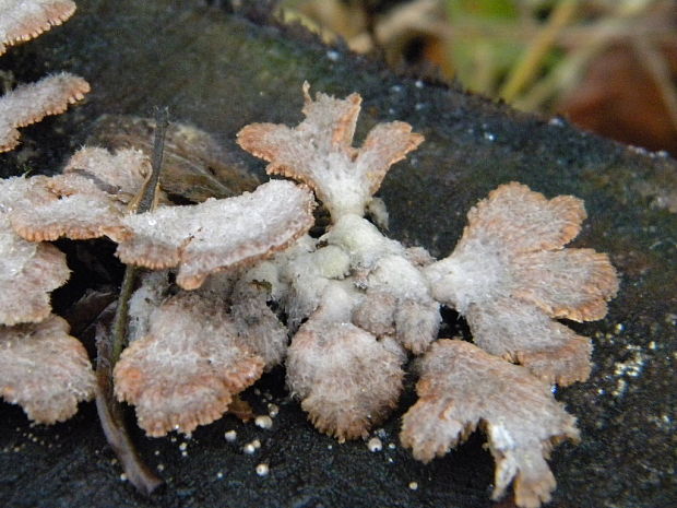 klanolupeňovka obyčajná Schizophyllum commune Fr.