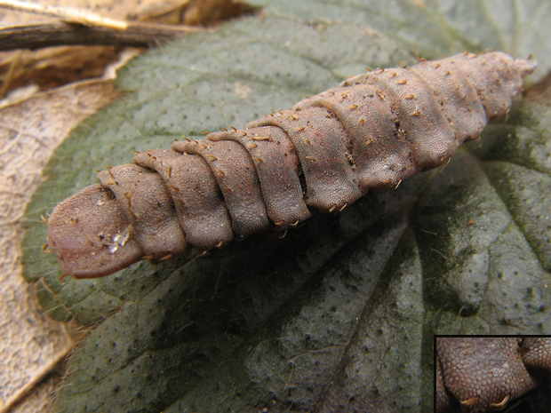 bránivkovité Stratiomyidae fam.