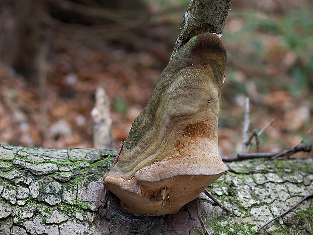 ohňovec Hartigov Phellinus hartigii (Allesch. & Schnabl) Pat.