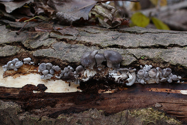 hliva ustricovitá Pleurotus ostreatus (Jacq.) P. Kumm.