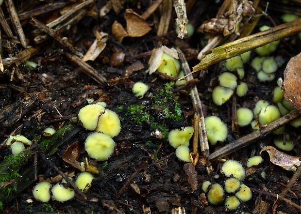 šošovka žltá Podophacidium xanthomelum (Pers.) Kavina