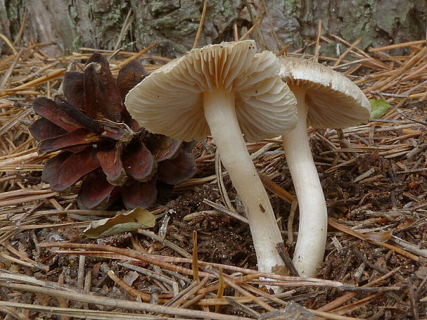 čírovka Tricholoma sp.