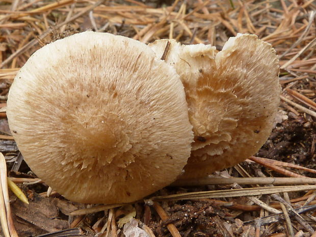 čírovka Tricholoma sp.