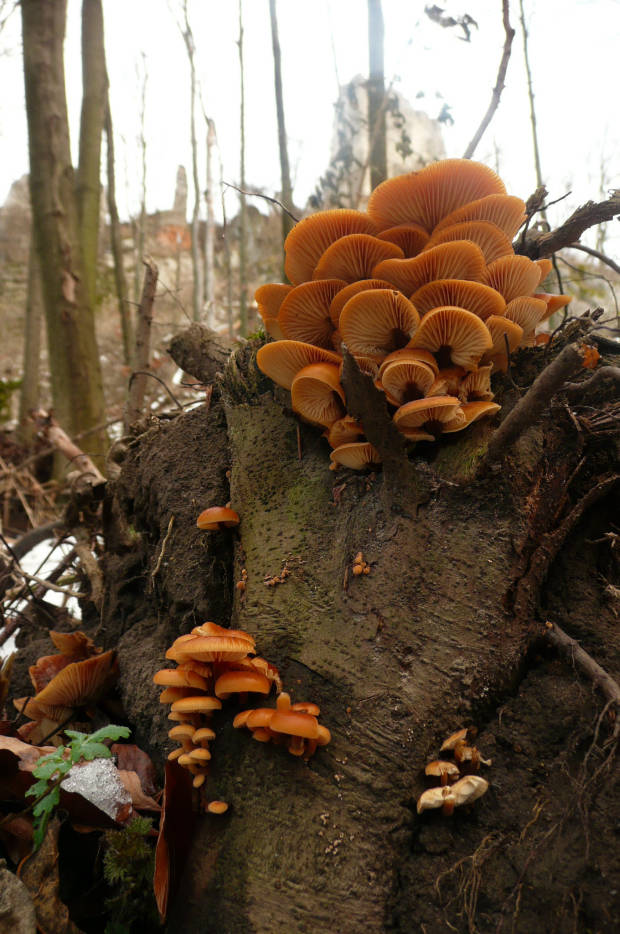 plamienka Flammulina sp.