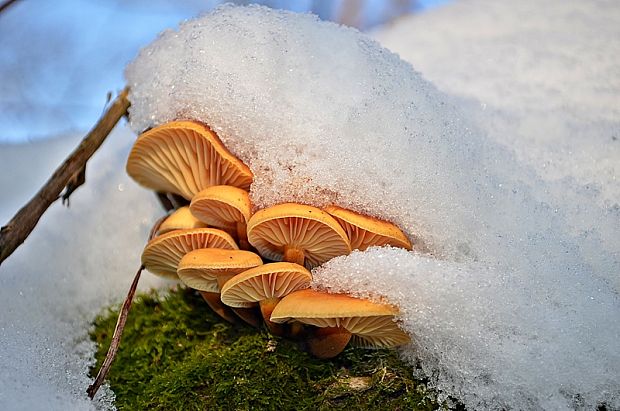 plamienka zimná Flammulina velutipes (Curtis) Singer