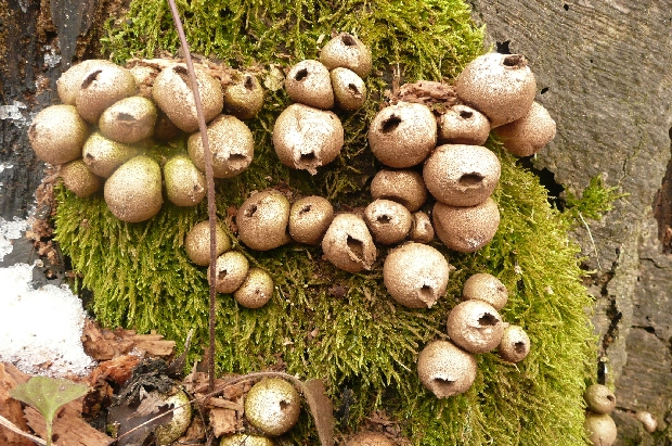 prášnica hruškovitá Lycoperdon pyriforme Schaeff.