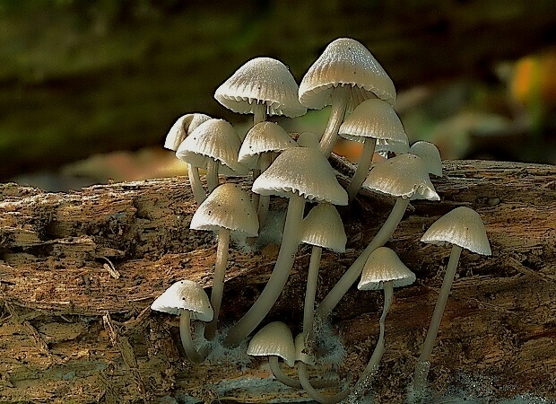 prilbička Mycena sp.