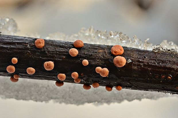 hlivka červená Nectria cinnabarina (Tode) Fr.