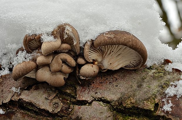 hliva ustricovitá Pleurotus ostreatus (Jacq.) P. Kumm.