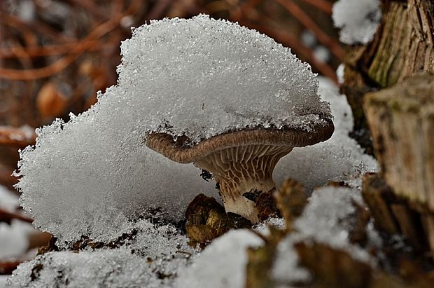 hliva ustricovitá Pleurotus ostreatus (Jacq.) P. Kumm.