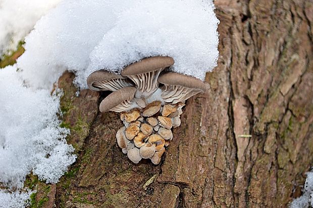 hliva ustricovitá Pleurotus ostreatus (Jacq.) P. Kumm.