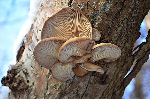 hliva ustricovitá Pleurotus ostreatus (Jacq.) P. Kumm.