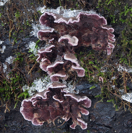 pevníkovec purpurový Chondrostereum purpureum (Pers.) Pouzar