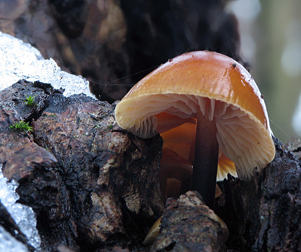 plamienka Flammulina sp.