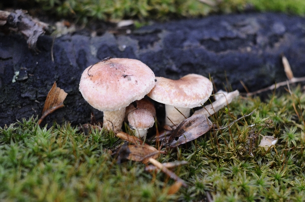 strapcovka tehlovočervená Hypholoma lateritium (Schaeff.) P. Kumm.