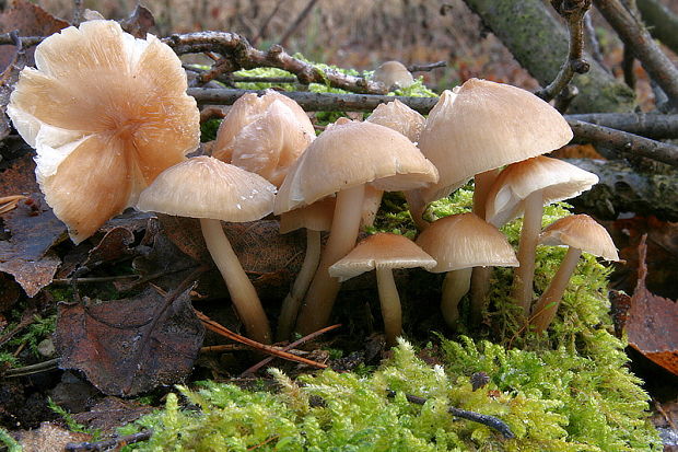 prilbička ružovolupeňová Mycena galericulata (Scop.) Gray