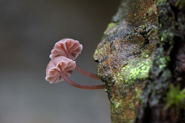 prilbička pomúčená Mycena meliigena (Berk. & Cooke) Sacc.