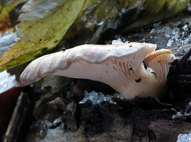 hliva ustricovitá Pleurotus ostreatus (Jacq.) P. Kumm.