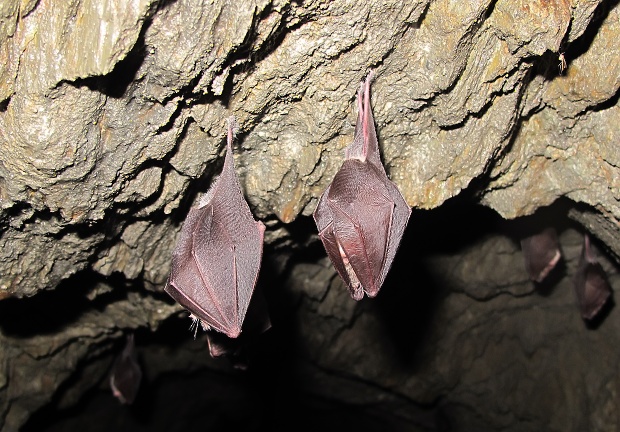 podkovár malý Rhinolophus hipposideros