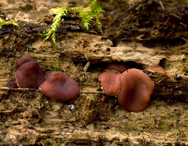 vrtidlovka Ascocoryne sp.