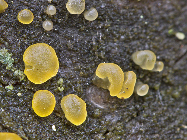 slzovec Dacrymyces sp.