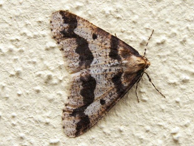 piadivka zimná Erannis defoliaria