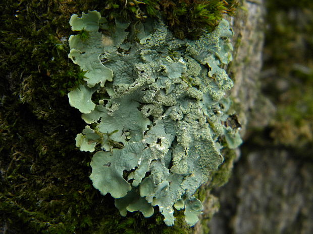 diskovka kučeravá Flavoparmelia caperata (L.) Hale