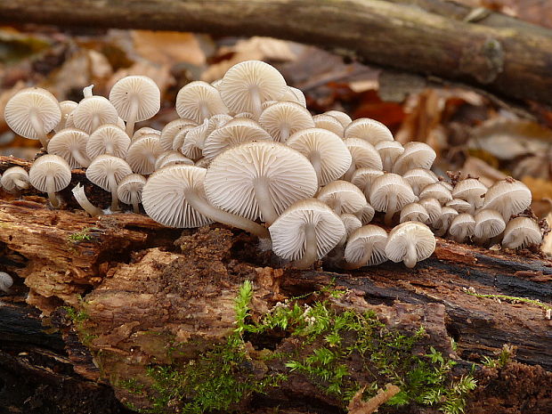 prilbička hnedosivá Mycena tintinnabulum (Paulet) Quél.