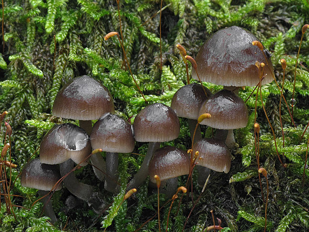 prilbička hnedosivá Mycena tintinnabulum (Paulet) Quél.