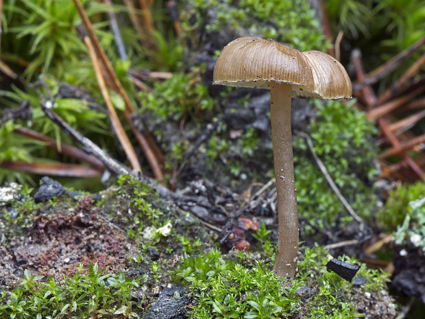 uhľovka lúčovitá Myxomphalia maura (Fr.) Hora