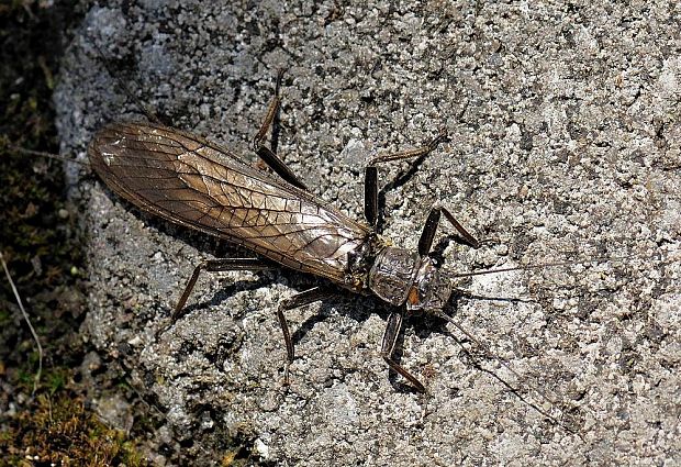 pošvátka hnedopása Perla marginata