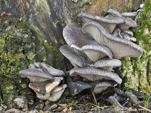 hliva ustricovitá Pleurotus ostreatus (Jacq.) P. Kumm.