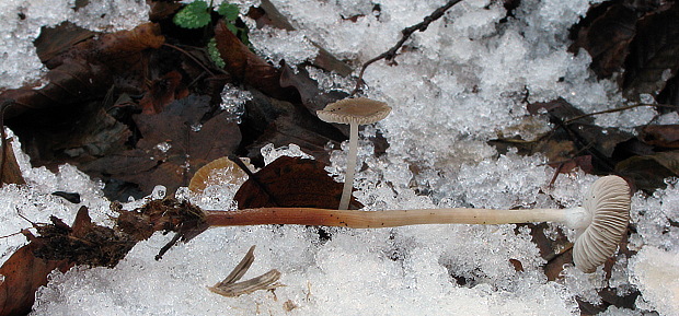 peniazovka maslová Rhodocollybia butyracea (Bull.) Lennox