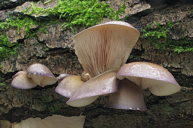 pňovka neskorá Sarcomyxa serotina (Pers.) P. Karst.