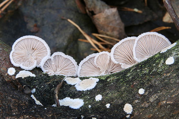 klanolupeňovka obyčajná Schizophyllum commune Fr.