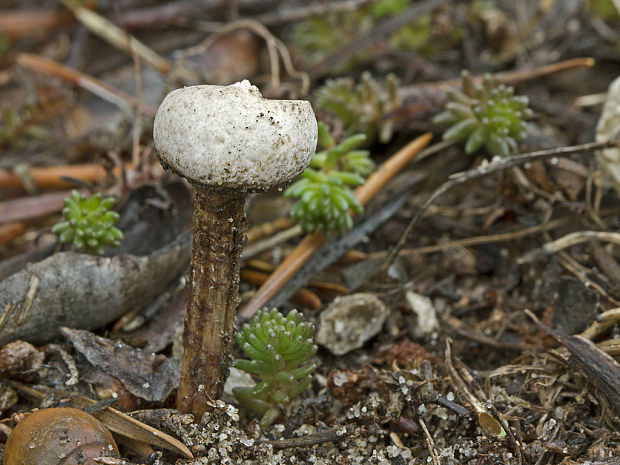 stopkovec vláknitý Tulostoma fimbriatum Fr.