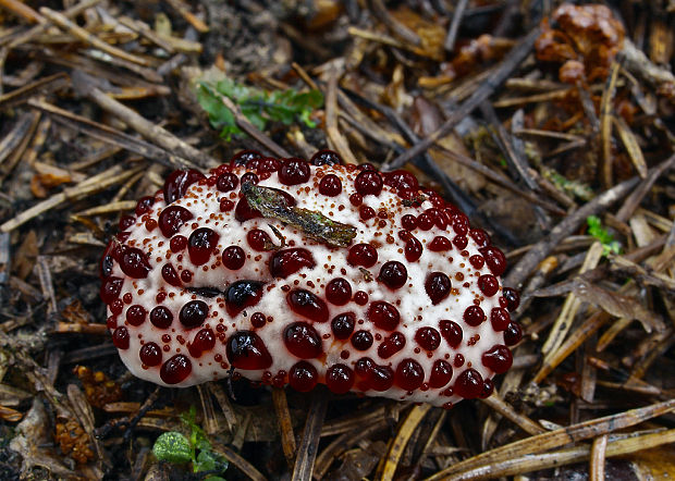 jelenkovka pálčivá Hydnellum peckii Banker