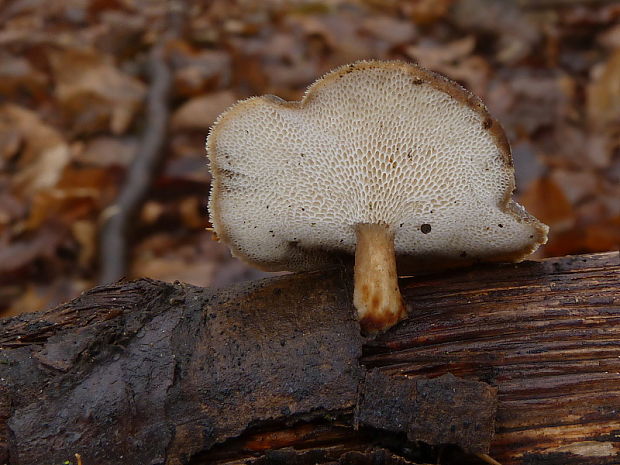 trúdnik plástovitý Lentinus arcularius (Batsch) Zmitr.