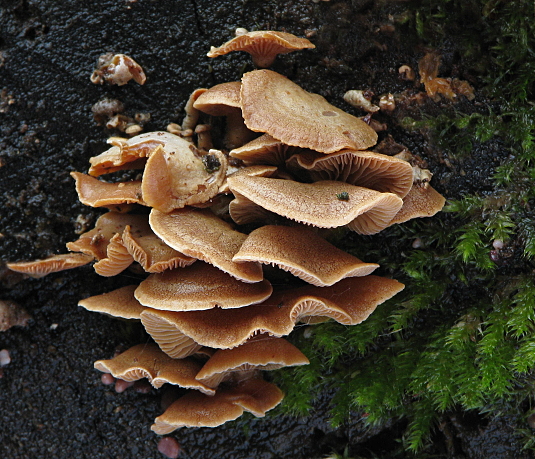 pňovka obyčajná Panellus stipticus (Bull.) P. Karst.