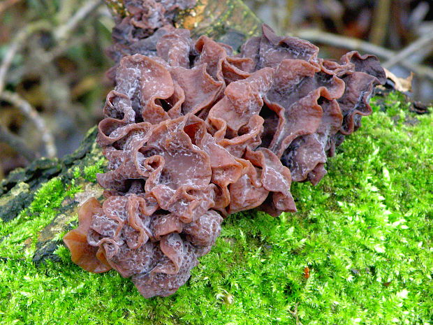 rôsolovka lupeňovitá  Phaeotremella foliacea (Pers.) Wedin, J.C. Zamora & Millanes