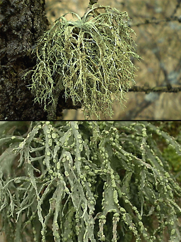 stužkovec pomúčený Ramalina farinacea (L.) Ach.