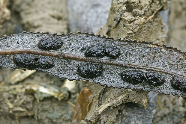 čerň vŕbová Rhytisma salicinum (Pers.) Fr.