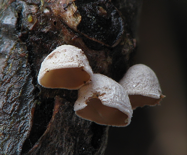 škľabka plstnatá Schizophyllum amplum (Lév.) Nakasone