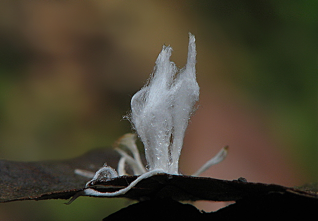 agonomycetes Anthina flammea Fr.