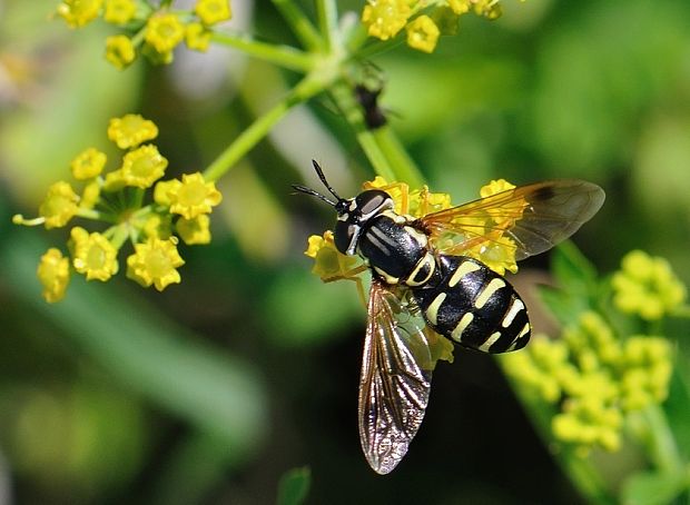 pestrica Chrysotoxum fasciatum