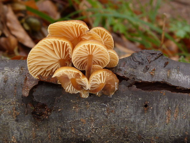 plamienka Flammulina sp.