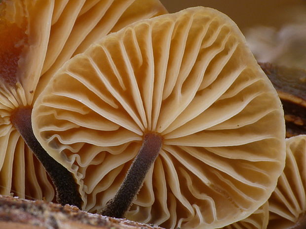 plamienka Flammulina sp.