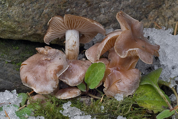 slzivka reďkovková ? Hebeloma sinapizans (Fr.) Sacc.