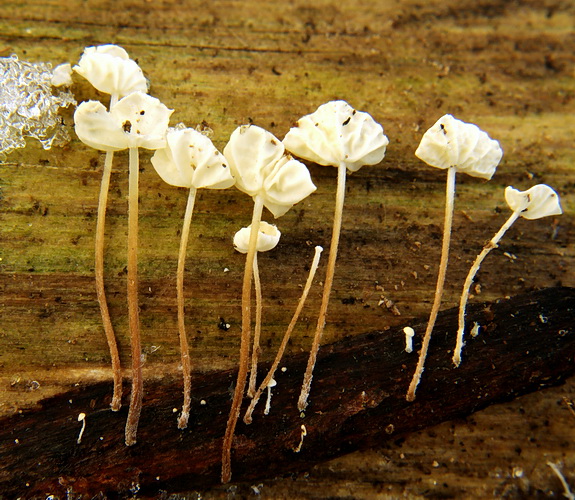 tanečnica listová Marasmius epiphyllus (Pers.) Fr.