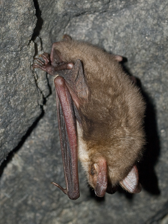 netopier obyčajný Myotis myotis  Borkhausen, 1797 )